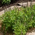 Aromatiques - Basilic Blue Spice - Cuisine du Monde - face recto